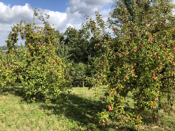Streuobstwiese