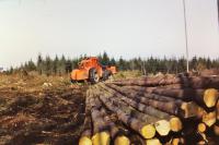 Waldwirtschaft im Grävingholt